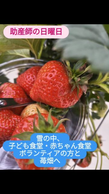 日曜日であっても訪問4件。全て乳腺炎の対応。乳腺炎は気候の変化も関係するのでしょうか。乳腺炎は高熱に痛みが伴い精神的にも参ります。休日はなかなか対応もしてくれないのが現状。津田助産院が岸和田市にある限り安心して母乳育児をして欲しいです。
🍓こんな忙しい1日の合間1時間に苺がり。助産師万歳!!
