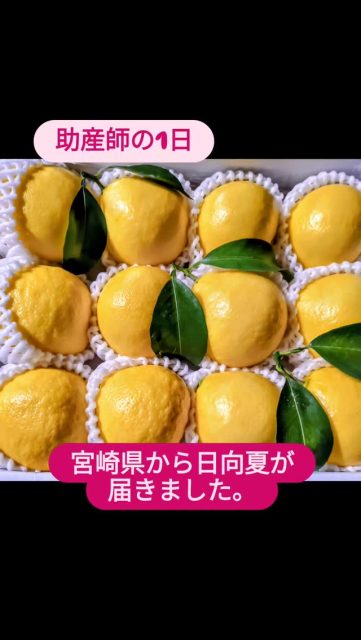 感染管理認定看護師資格を取得し10年以上になりました。医療の感染管理対策を担う仕事。コロナ禍では全国の感染管理認定看護師さん達は大変でした。もちろん私も。感染管理認定看護師資格を取得する為に8ヶ月間、1日12時間以上も共にいた仲間が宮崎県にいます。いつもインスタグラムから私を応援してくれていて、日向夏を送ってくれました。ありがとうございます。共に頑張った仲間はその後も続くものですね。感謝です。